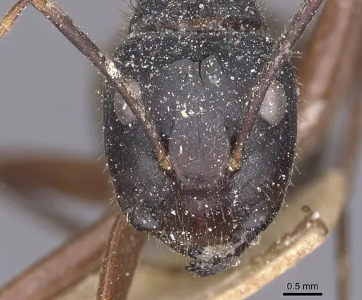 Camponotus maguassa specimen