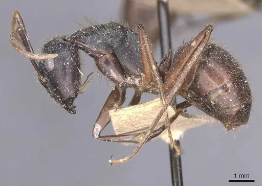 Camponotus maguassa specimen