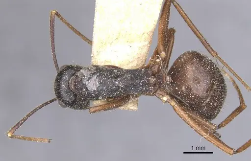 Camponotus maguassa - CASENT0912002