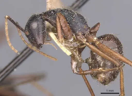 Camponotus maguassa - CASENT0912002