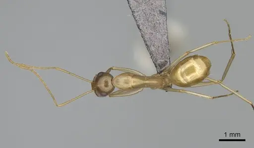 Camponotus mahafaly specimen