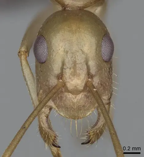 Camponotus mahafaly specimen