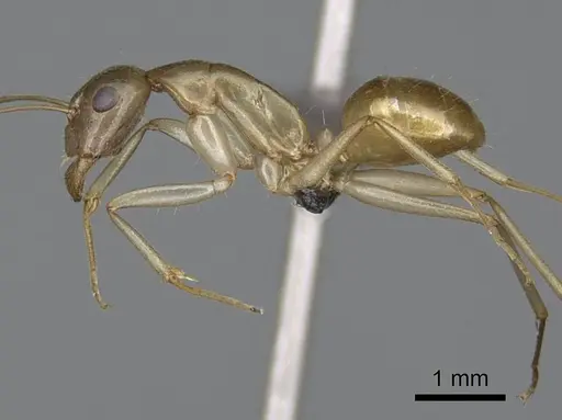 Camponotus mahafaly specimen