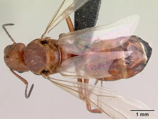 Camponotus maintikibo specimen