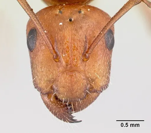 Camponotus maintikibo specimen