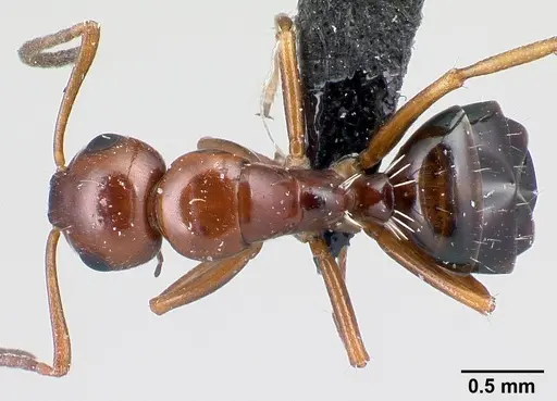 Camponotus maintilany specimen