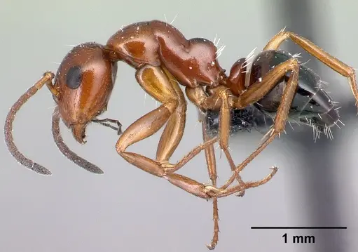 Camponotus maintilany specimen