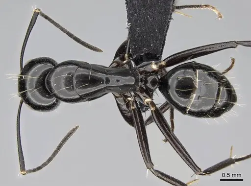 Camponotus mainty specimen