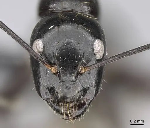 Camponotus mainty specimen