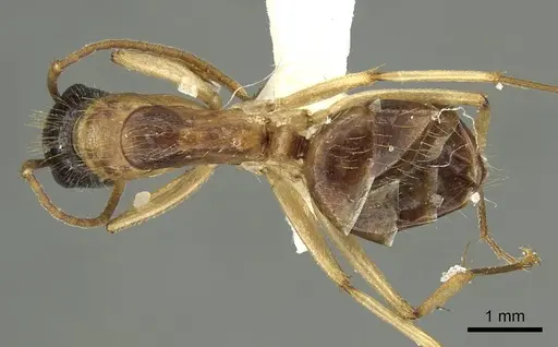 Camponotus malleensis specimen