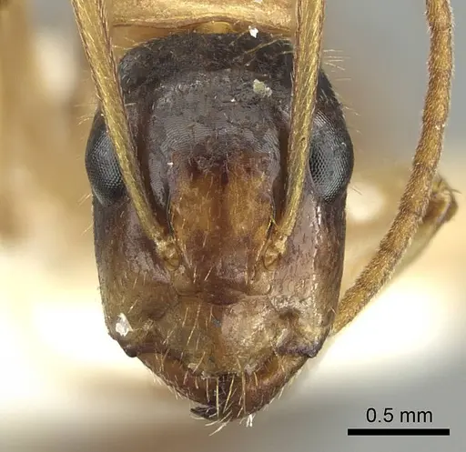 Camponotus malleensis specimen