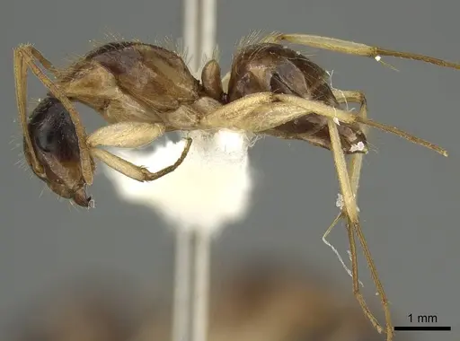 Camponotus malleensis specimen
