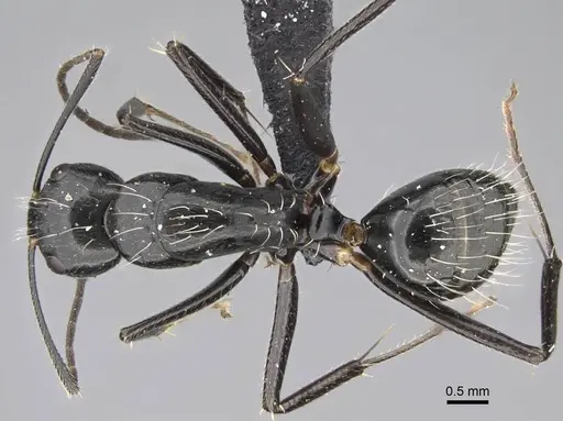 Camponotus manabo specimen