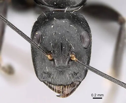 Camponotus manabo specimen