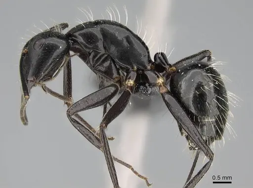 Camponotus manabo specimen