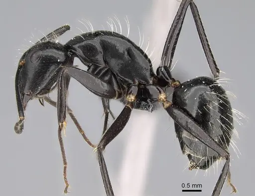 Camponotus manabo - CASENT0135055