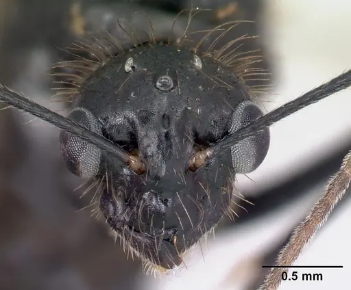 Camponotus manabo - CASENT0496379