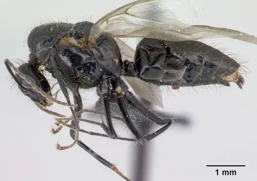 Camponotus manabo - CASENT0496379