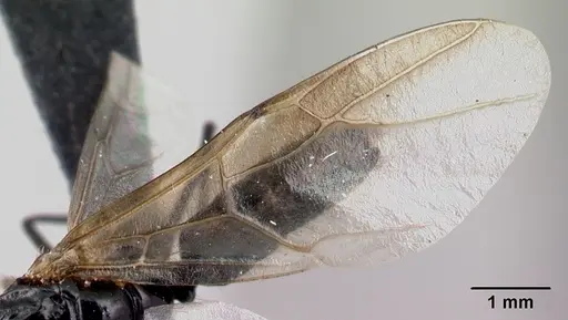 Camponotus manabo - CASENT0496379