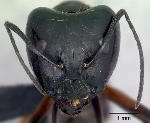 Camponotus manabo - CASENT0496382