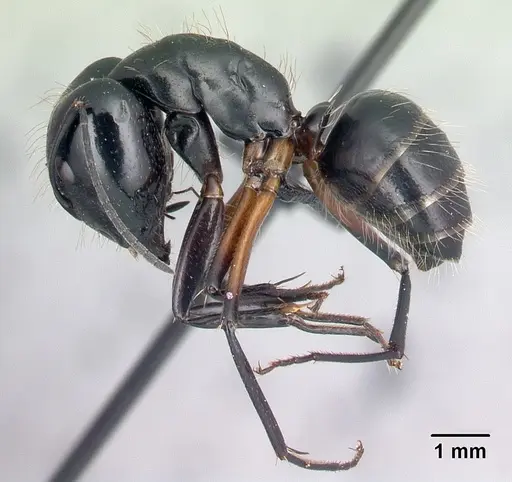 Camponotus manabo - CASENT0496382