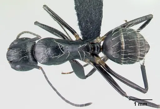 Camponotus manabo - CASENT0496383