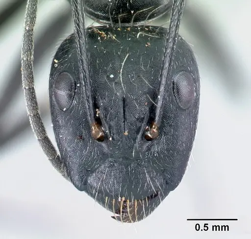 Camponotus manabo - CASENT0496383
