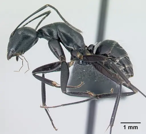 Camponotus manabo - CASENT0496383