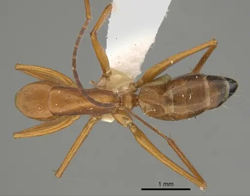 Camponotus marcens specimen