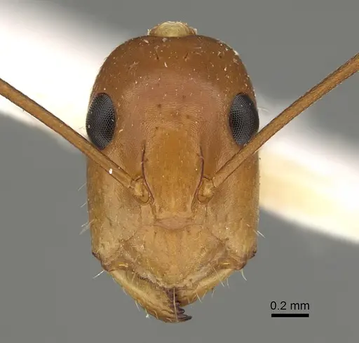 Camponotus marcens specimen