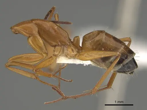Camponotus marcens specimen