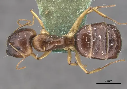 Camponotus marcens - CASENT0910373