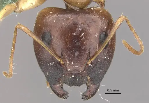 Camponotus marcens - CASENT0910373