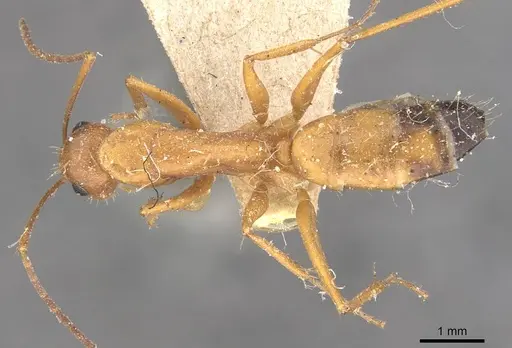 Camponotus marcens - CASENT0910374