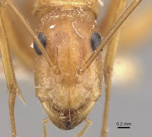 Camponotus marcens - CASENT0910374