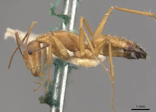 Camponotus marcens - CASENT0910374