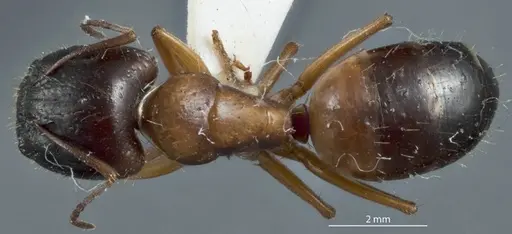 Camponotus marcens - JDM32-001017