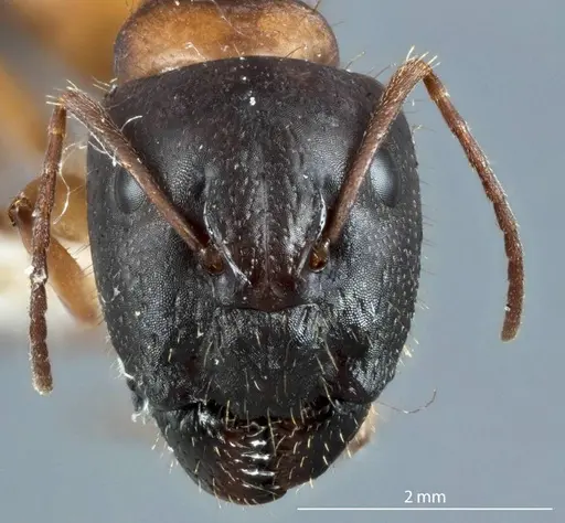 Camponotus marcens - JDM32-001017