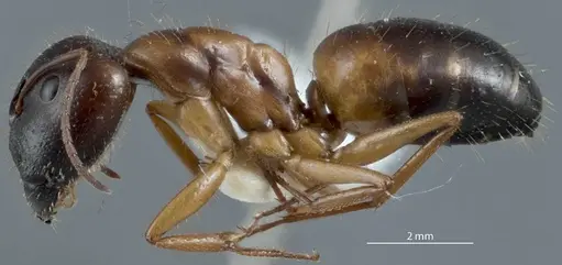 Camponotus marcens - JDM32-001017