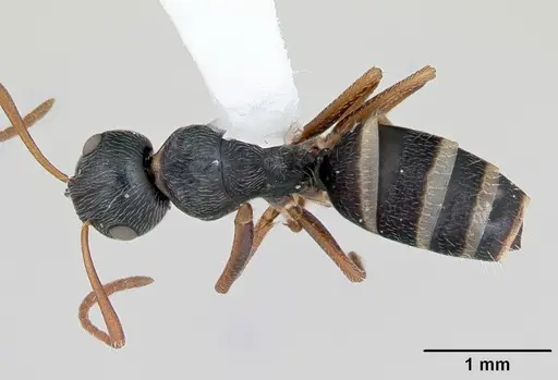 Camponotus marianensis specimen