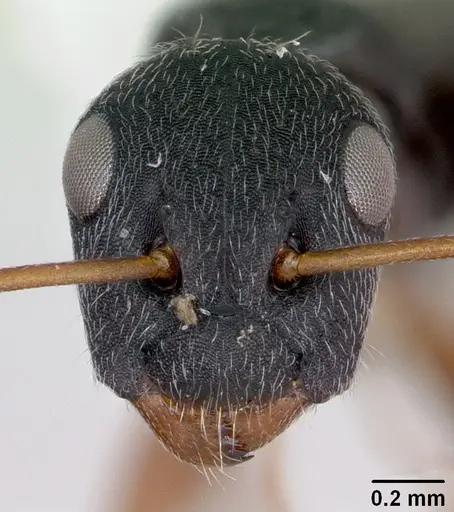 Camponotus marianensis specimen