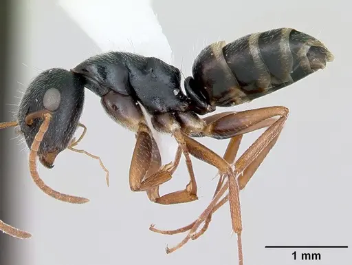 Camponotus marianensis specimen