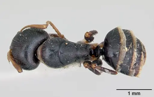 Camponotus marianensis - CASENT0173101