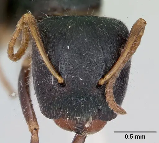 Camponotus marianensis - CASENT0173101