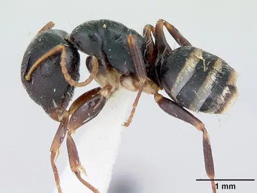 Camponotus marianensis - CASENT0173101