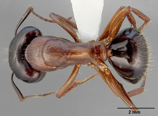 Camponotus maritimus specimen