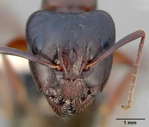 Camponotus maritimus specimen