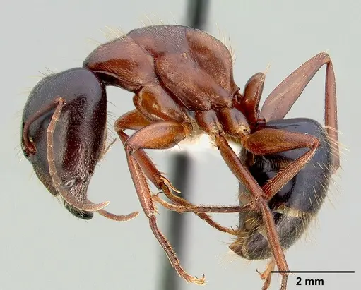 Camponotus maritimus specimen