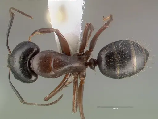 Camponotus maritimus - CASENT0010700