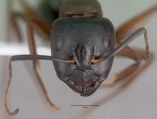 Camponotus maritimus - CASENT0010700
